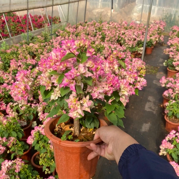 【贰店】三角梅彩花基地直销掉花落叶实属正常介意慎拍