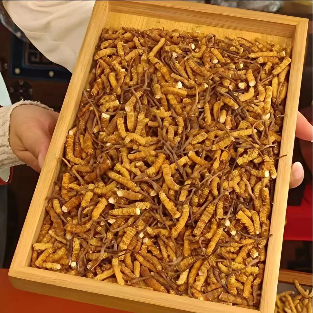 【自吃实惠款精选大断草】藏区高海拔正品虫草头期干货滋补泡酒送礼