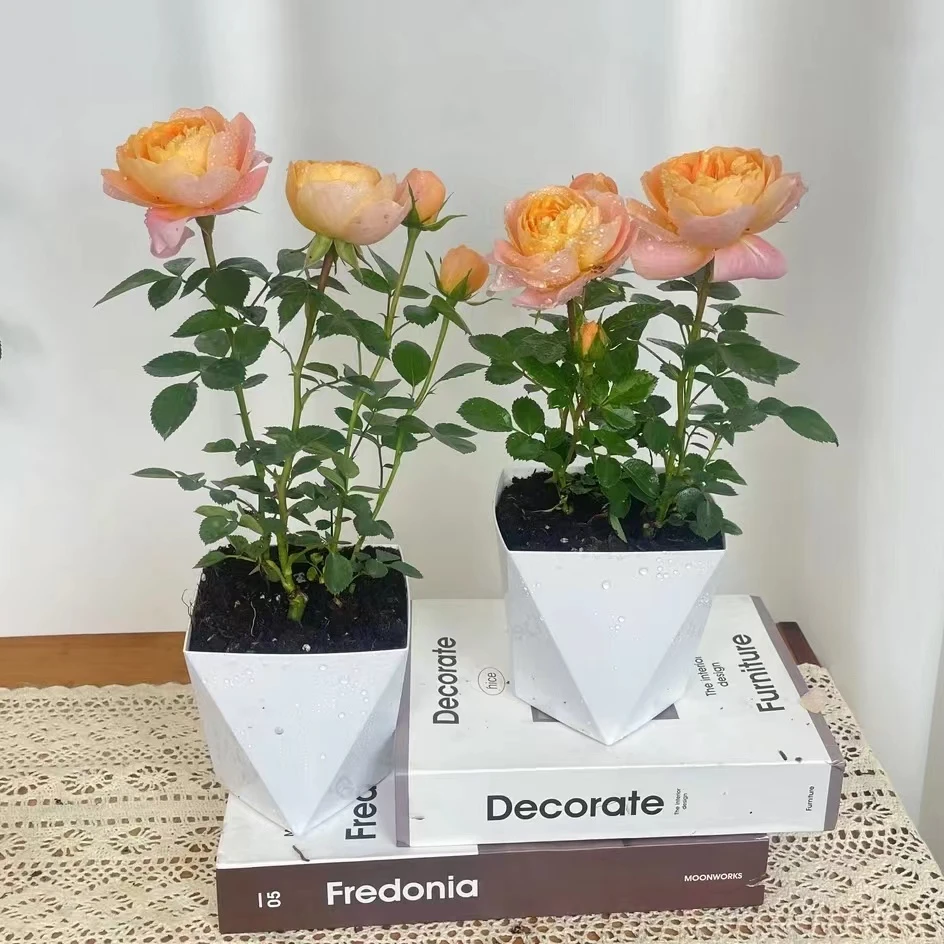 【买一送一】果汁阳台月季带花苞大花浓香阳台四季开花