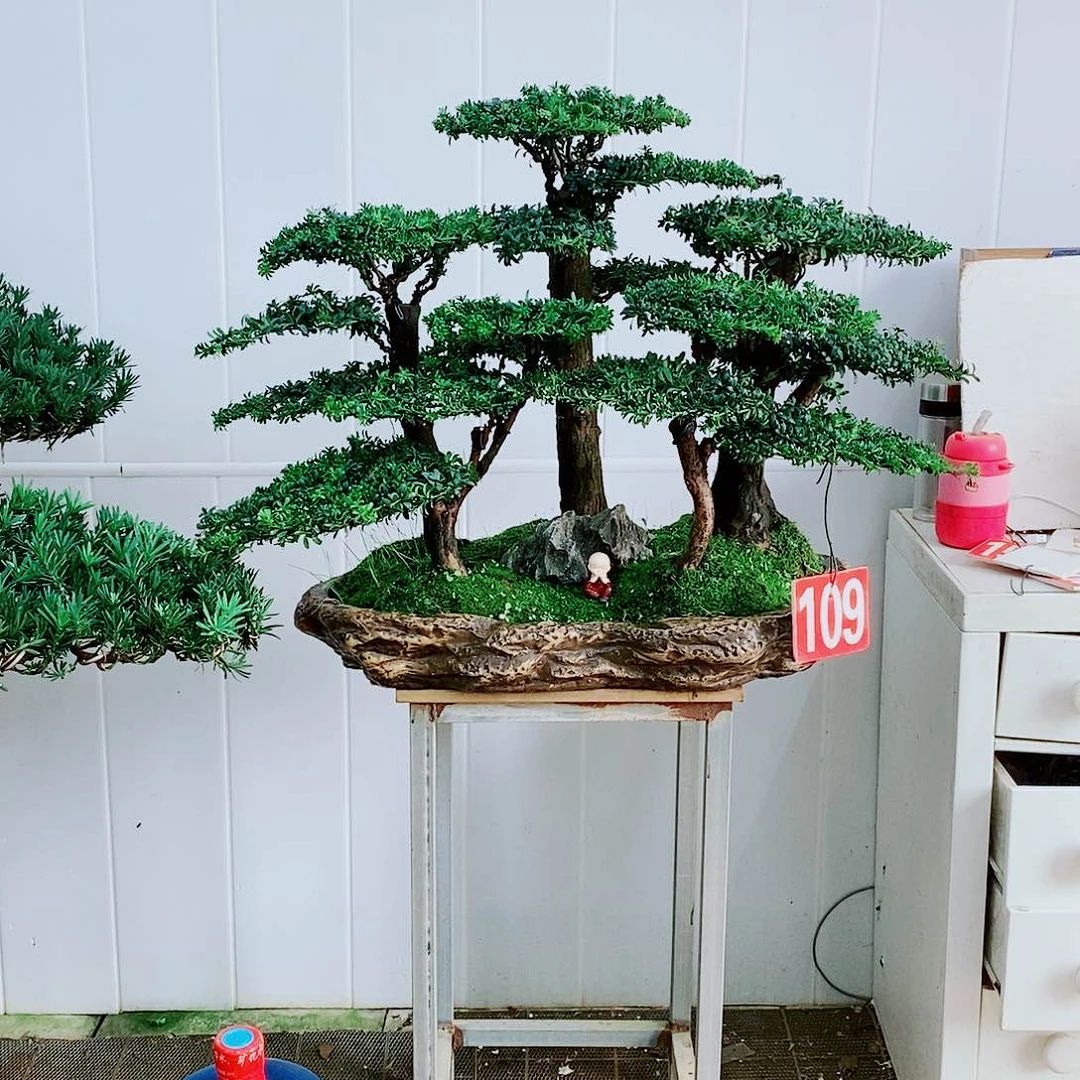 绿植盆栽一物一拍