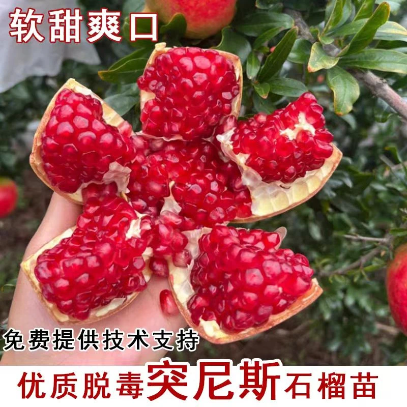 石榴树苗正宗突尼斯软籽红宝石盆栽地栽阳台庭院南方北方种植现挖