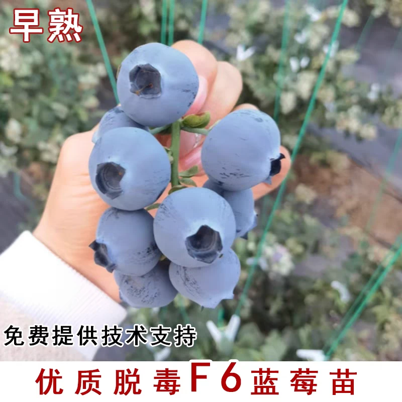 正宗组培F6蓝莓苗盆栽地栽南北方庭院阳台耐热耐寒冻不死