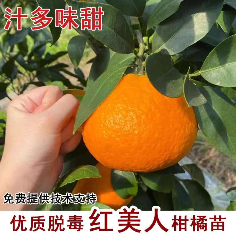 正宗嫁接无籽砂糖橘苗盆栽地栽无核沙糖桔南方北方果树苗当年结果