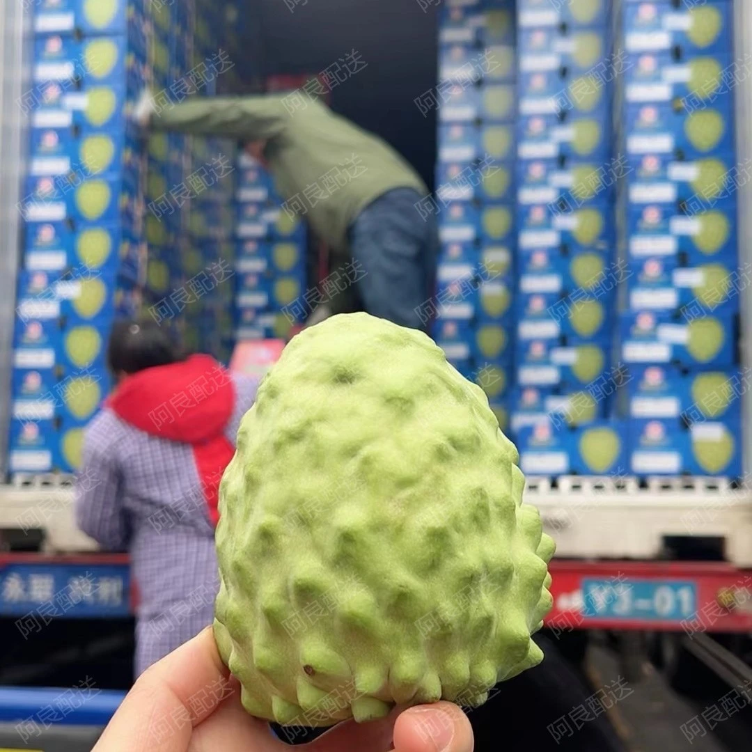 【阿良甄选】台湾A果金佛凤梨释迦3/5个装3斤起需常温放熟顺丰包邮