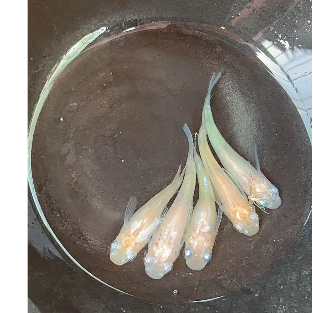 观背青鳉   小雪六条