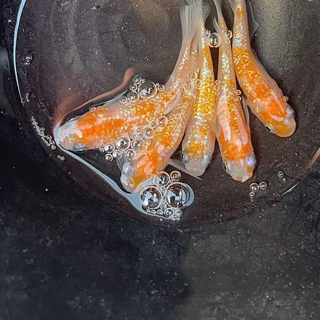观背青鳉   上州王华六条