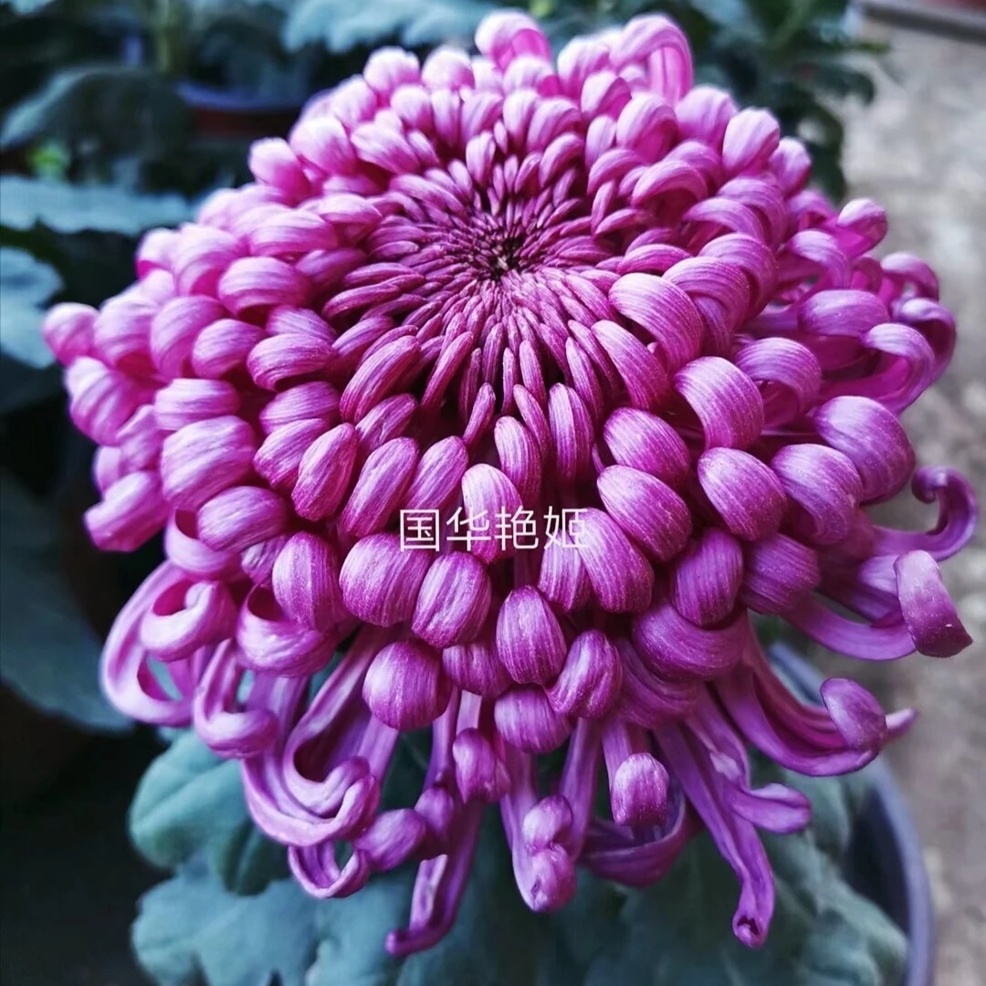 菊花盆栽 菊花小苗 菊花盆栽带花苞发货