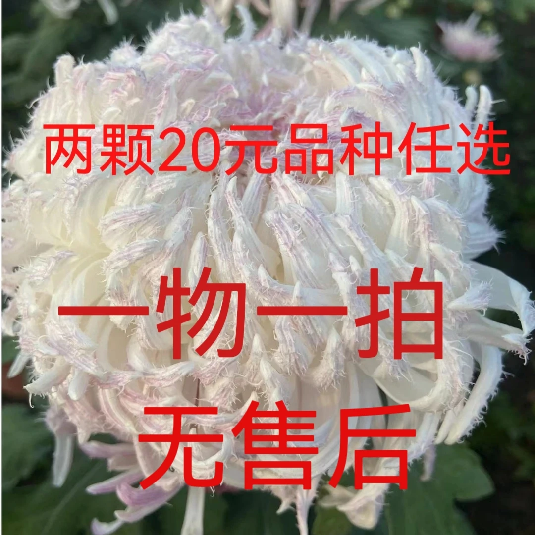 菊花盆栽品种菊花大花菊花盆栽一物一拍菊花原盆原土菊花
