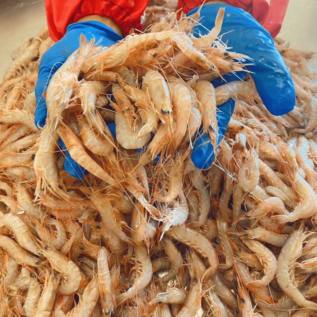 青岛野生蛎虾（鹰爪虾）4.5斤，活虾新鲜速冻锁鲜发货 大小统货
