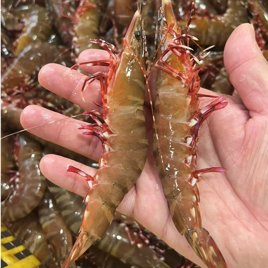 野生海捕红爪斑节虾/花虎虾 大号(每斤16-19条)，速冻后发顺丰 2斤