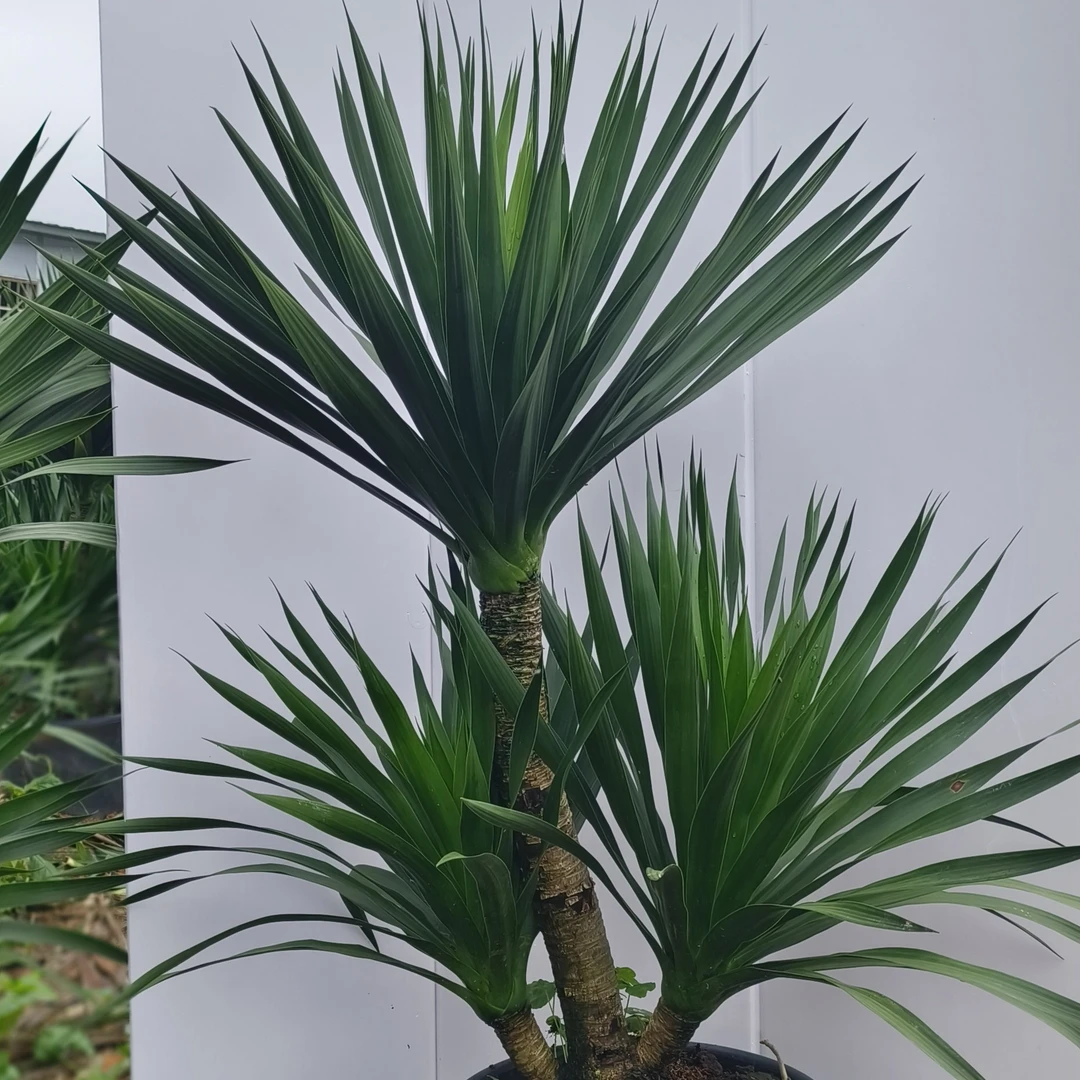 龙血树室内好养懒人绿植办公阳台发货土壤培育适合北方季节颜色