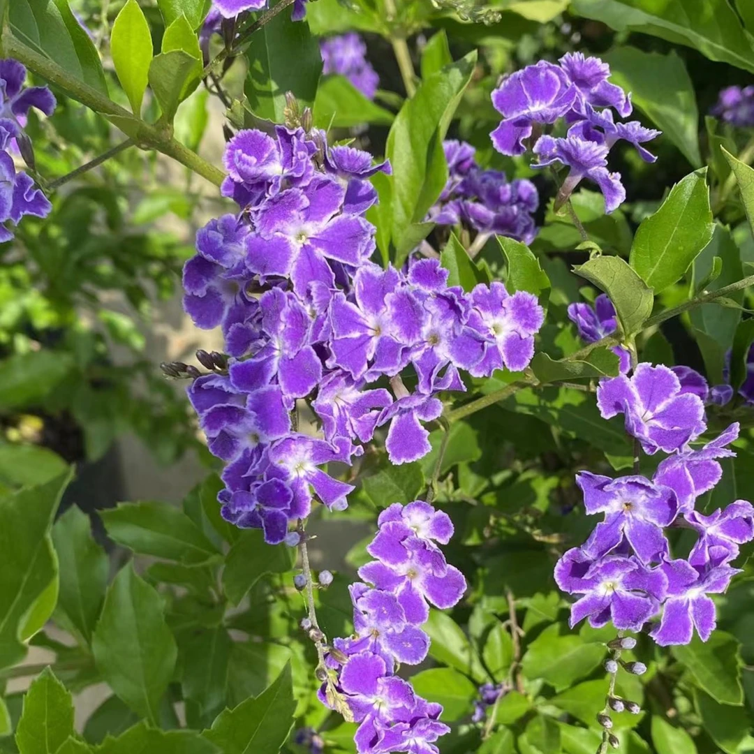 春秋花园#巧克力蕾丝金露花盆栽棒棒糖多年生木本植株多季开花