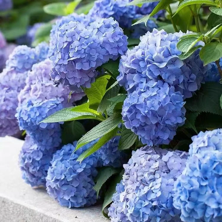 春秋花园#大花绣球 色彩梦幻花园宠儿绣球花盆栽地栽阳台庭院种植