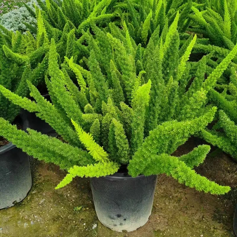 春秋花园#狐尾植物 多年生盆栽阳台庭院绿植趣味美观易栽培养植