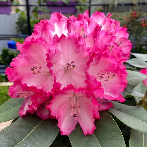 贵妃中苗   红粉色大花  带一个花苞发货