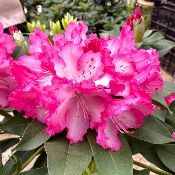 红粉佳人五年老桩原盆原土五个花苞发货