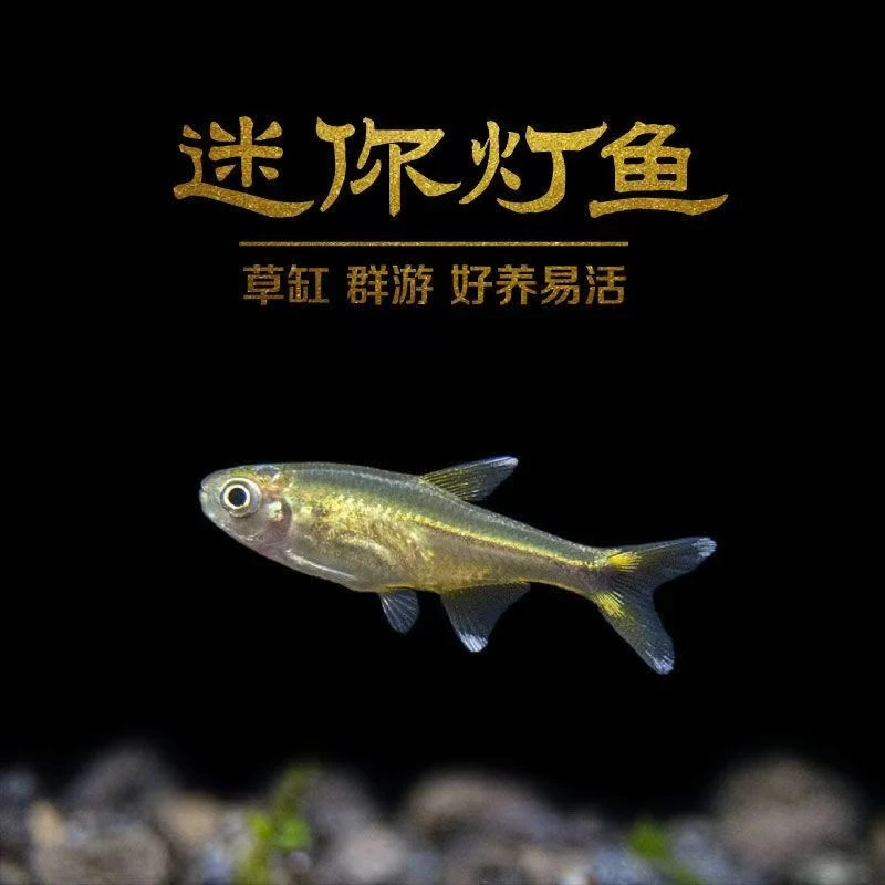 灯鱼满天星热带观赏小型草缸群游灯科鱼观赏鱼「超萌好物」蝶翼