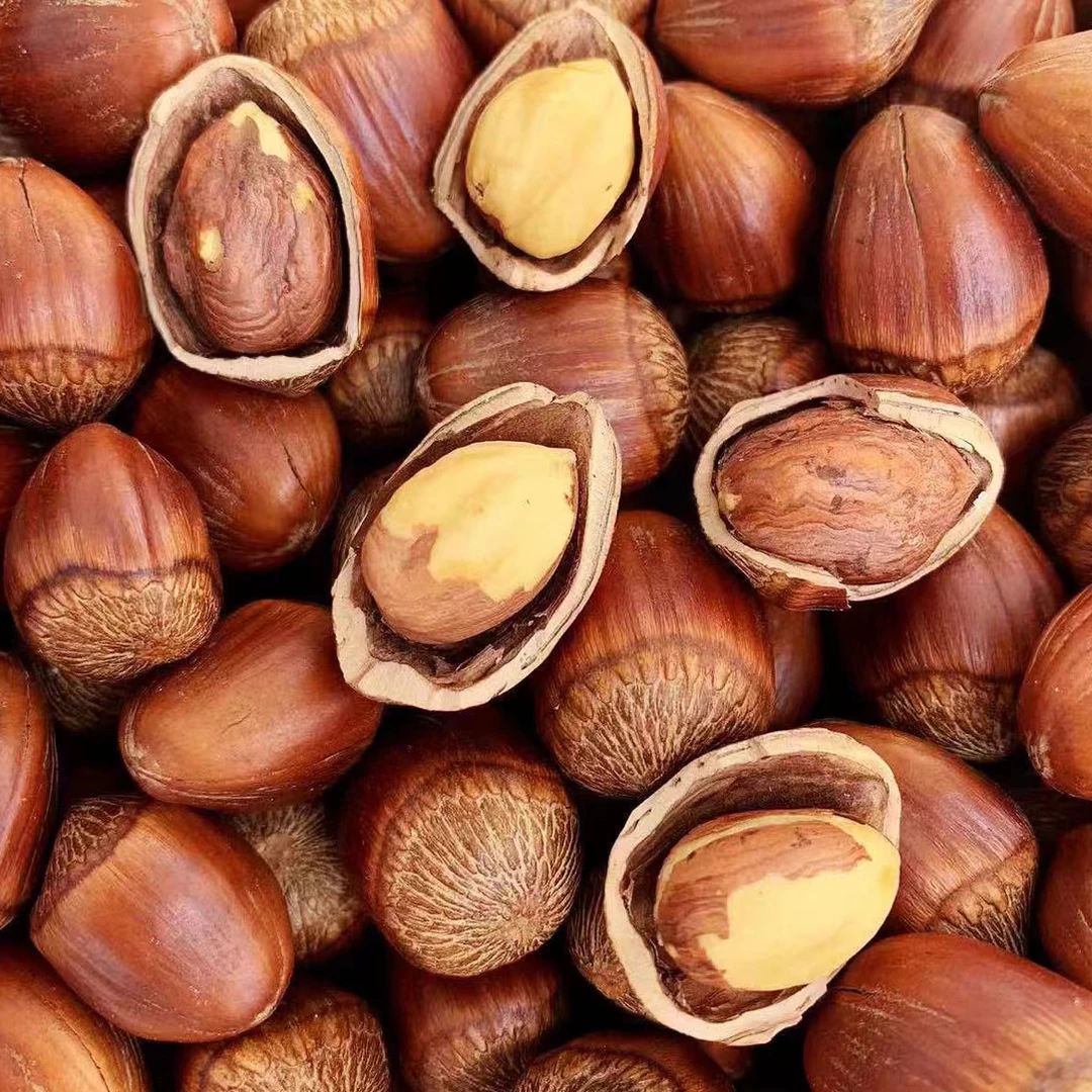 东北大果榛子，2斤，4斤，送钳子