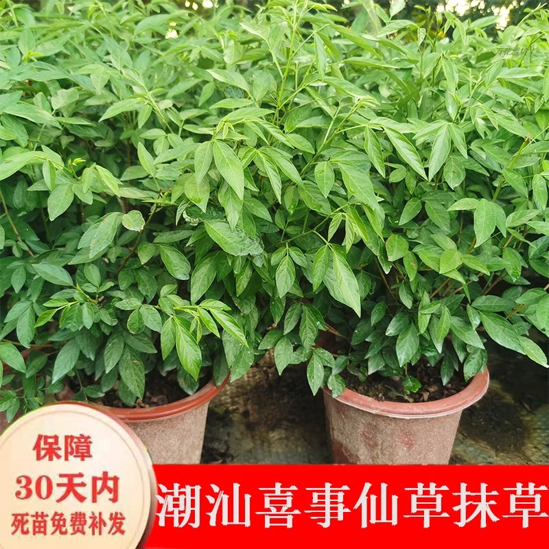 潮汕红花仙草抹草春草金不换薄荷金银花