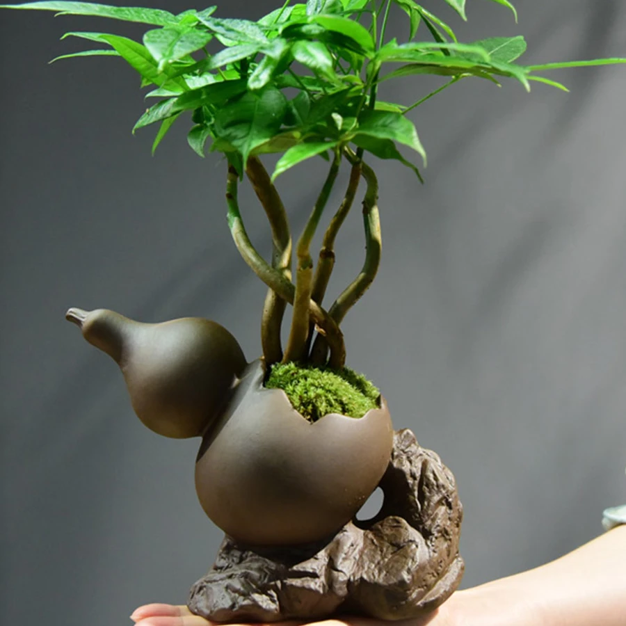 中式禅意造型五福发财树福禄发财树盆栽室内好养绿植四季常青花卉