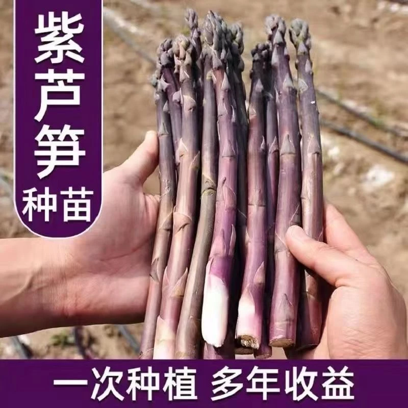 紫色芦笋苗芦笋苗根四季种植芦笋种子种苗蔬菜苗庭院阳台田园盆栽