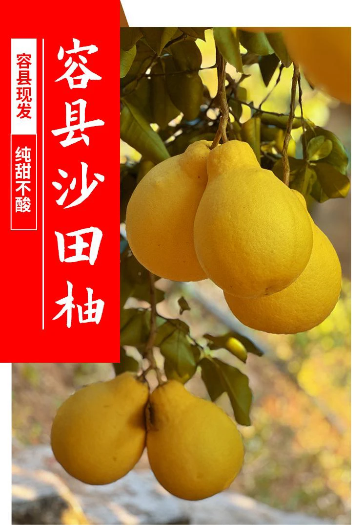 50斤正宗容县沙田柚广东广西包邮 袋装果轻微碰伤介意慎拍