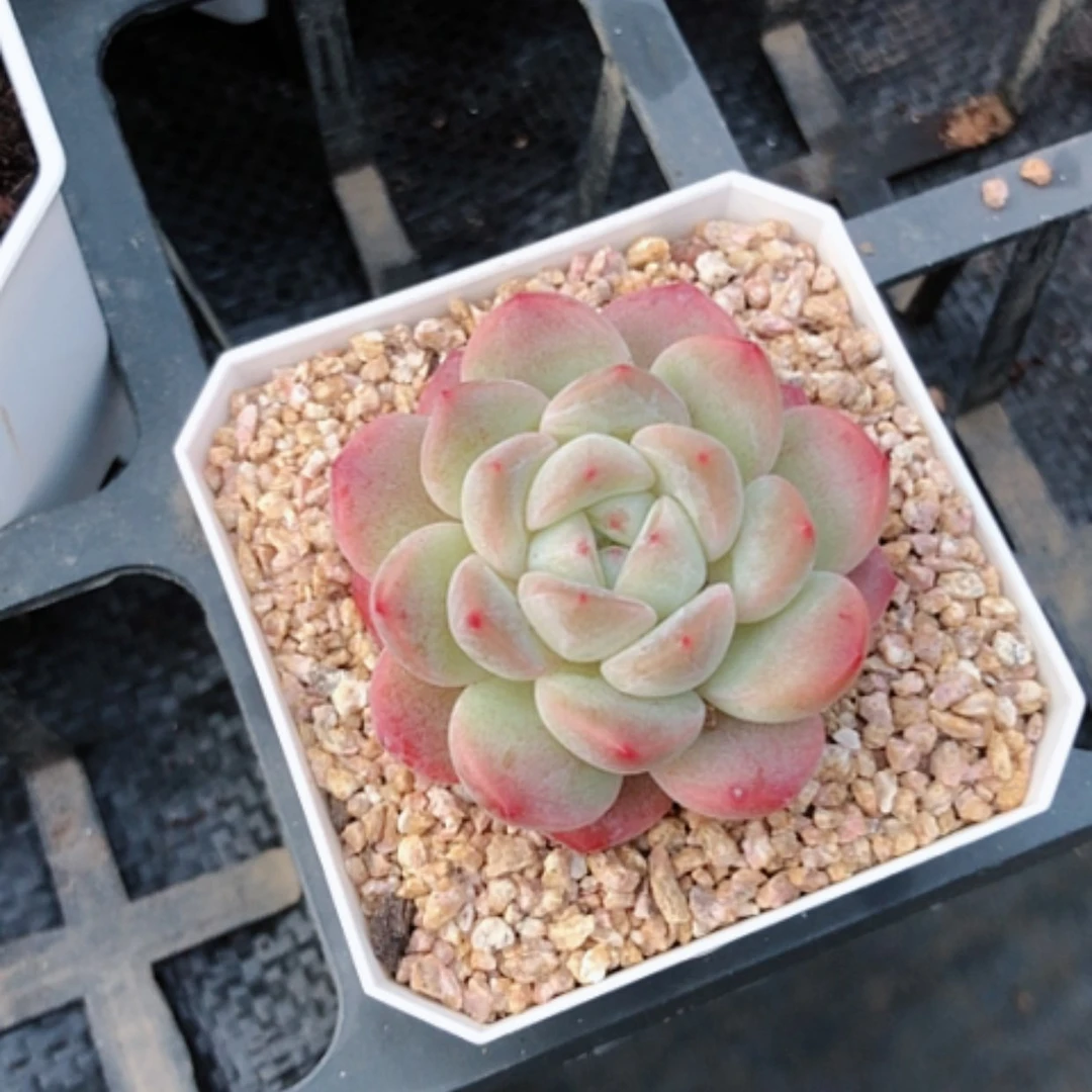 【闪购商品】7.0盆口星河38