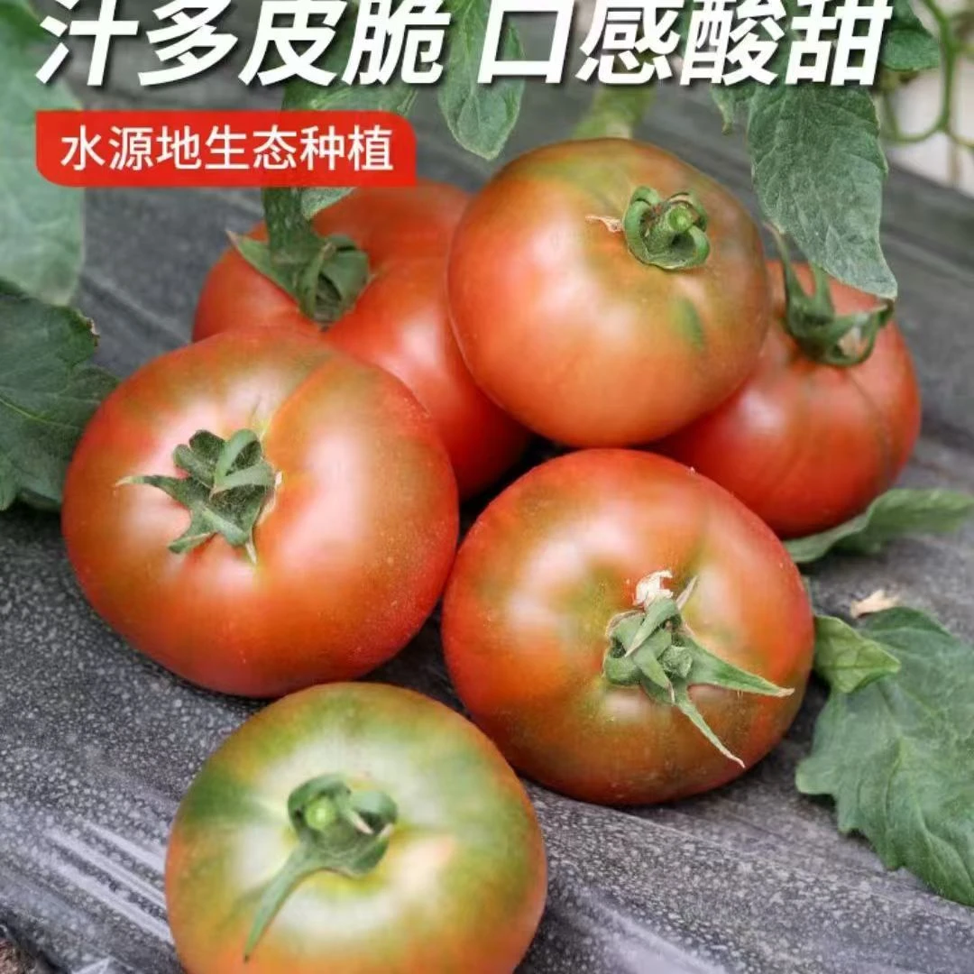 黑龙江自家农场碱地铁皮柿子草莓番茄 脆爽多汁新鲜美味口感酸甜