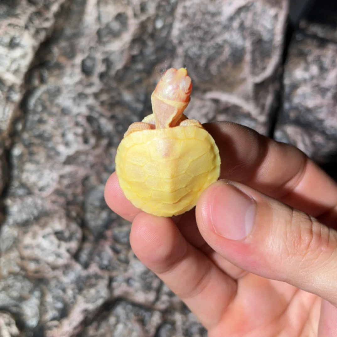 直播改价专用变异巴西龟（请勿乱拍）