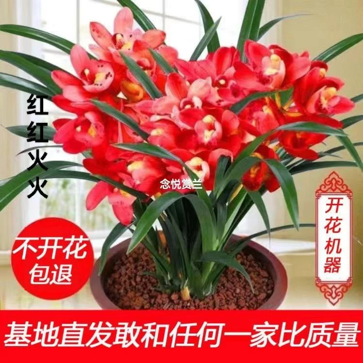【春夏季热卖】种植球根驱蚊虫水养土养四季开花浓香型花卉盆栽绿植