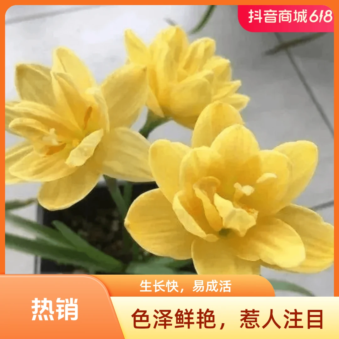 正品四季开花重瓣风雨兰种球室内外耐寒花卉植物葱兰韭菜莲苗好养