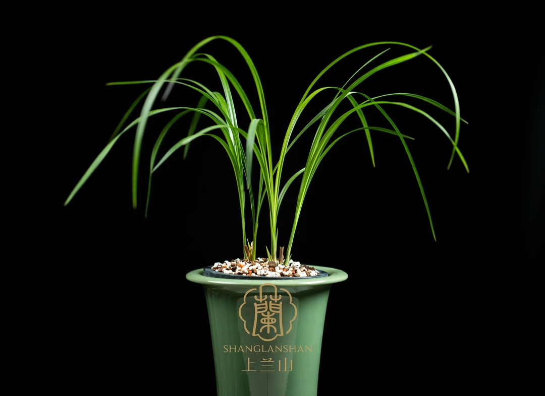 上兰山精品兰（直播兰花一物一拍，非请勿拍，20-99）