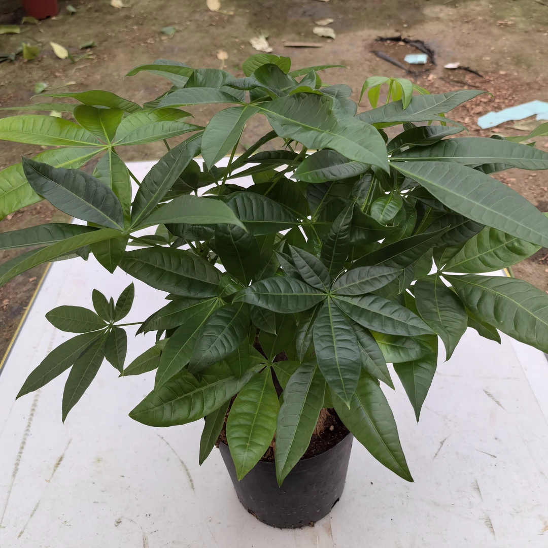 [大富大贵发财树原盆50-60公分五年老庄苗 室内招财好养活发财树