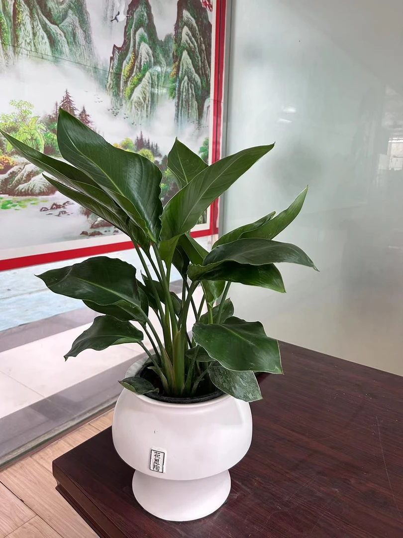 天堂鸟客厅室内绿植优美精致净化空气养护家装原盆发货土壤常绿