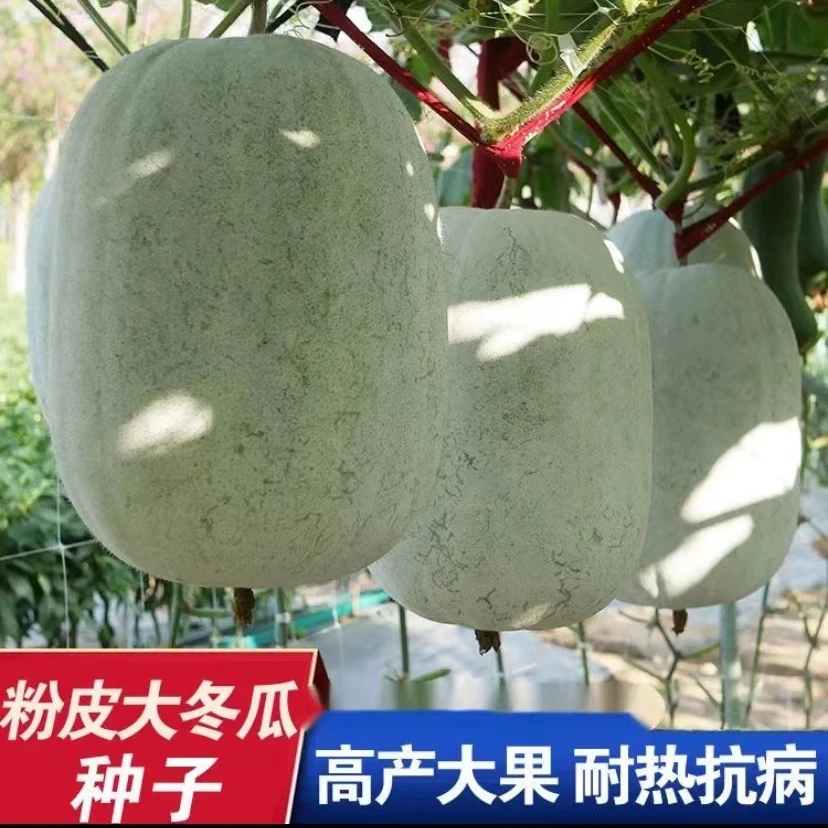 【满5包包邮】粉皮冬瓜种子满地爬毛节大冬瓜春夏秋四季早熟蔬菜
