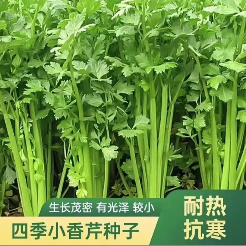 【满5包包邮】四季小香芹种子 小芹菜种子农家菜园阳台庭院菜园种植
