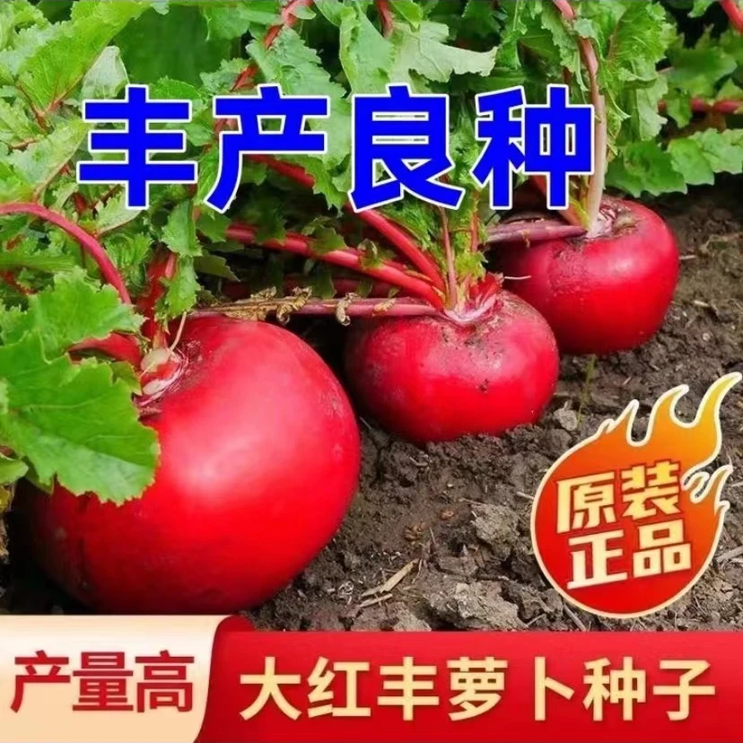 【满5包包邮】圆红萝卜种子株型整齐甜脆爽口大红丰萝卜高产蔬菜