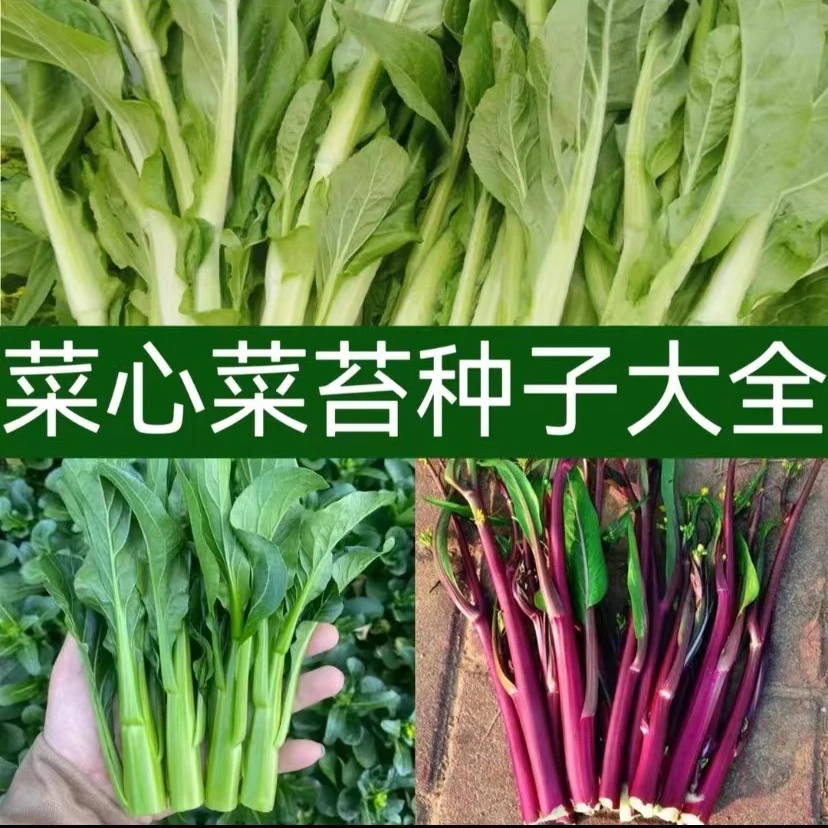 【满5包包邮】各类菜心菜苔种子 家庭小院盆栽地栽农家蔬菜种子