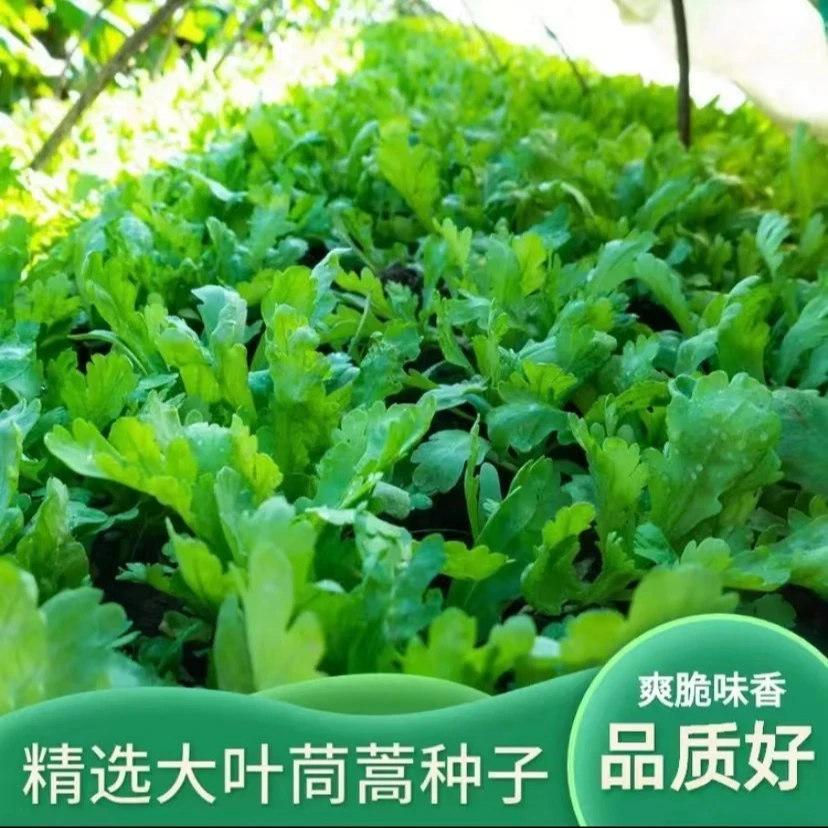 【满5包包邮】大叶茼蒿小叶茼蒿种子冬季涮火锅蔬菜简单好种易管理