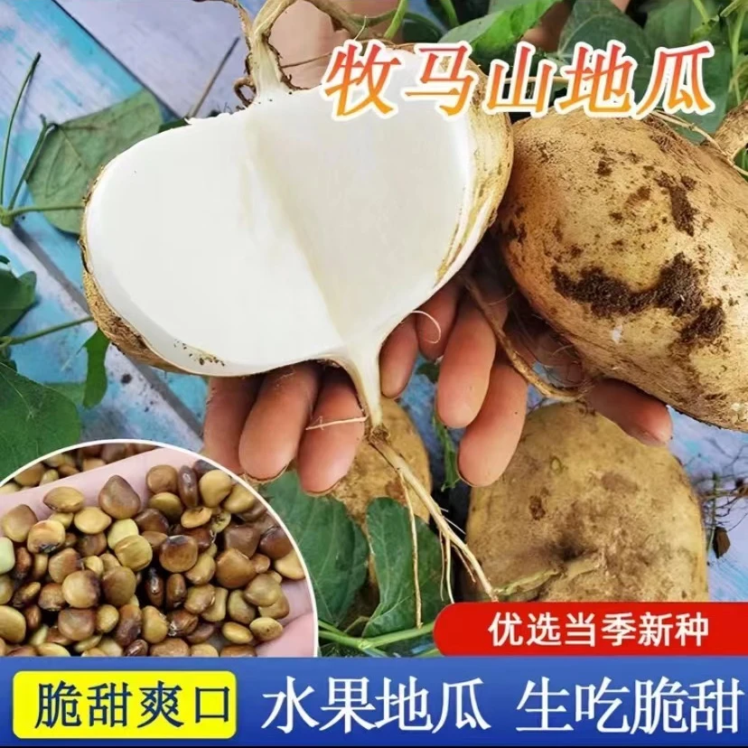 【满5包包邮】牧马人地瓜 早熟凉薯种子水果地瓜大瓤清爽甜脆沙葛