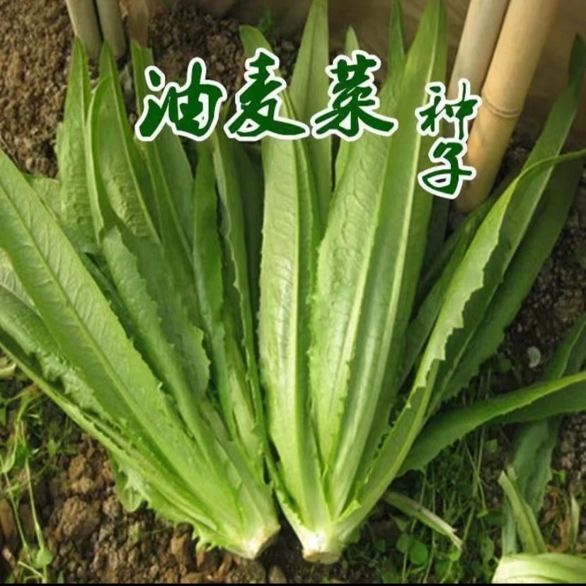 【满5包包邮】四季油麦菜种子 阳台小院盆栽地栽蔬菜种子