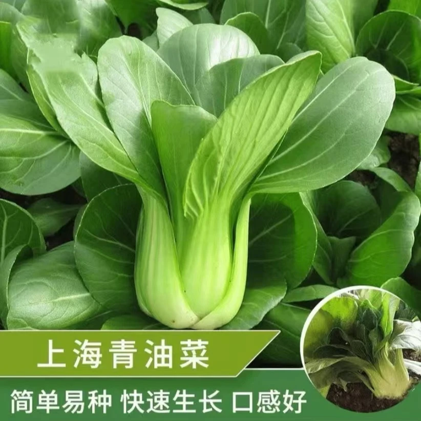 【满5包包邮】四季上海青种子小青菜种子矮杆青梗无茎无丝好吃好种