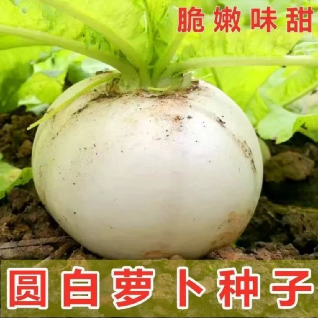 【满5包包邮】圆白萝卜种子雪白圆萝卜甜脆多汁四季抗病农家蔬菜