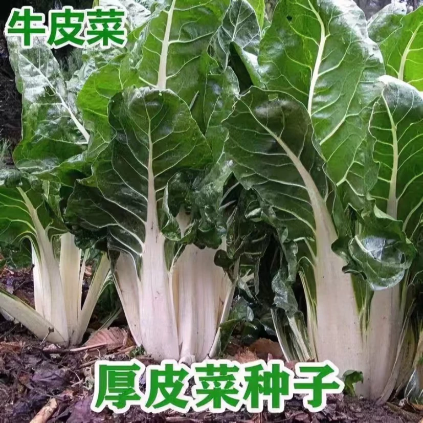 【满5包包邮】牛皮菜种子白梗大宽叶厚皮四季高产老品种春不老蔬菜