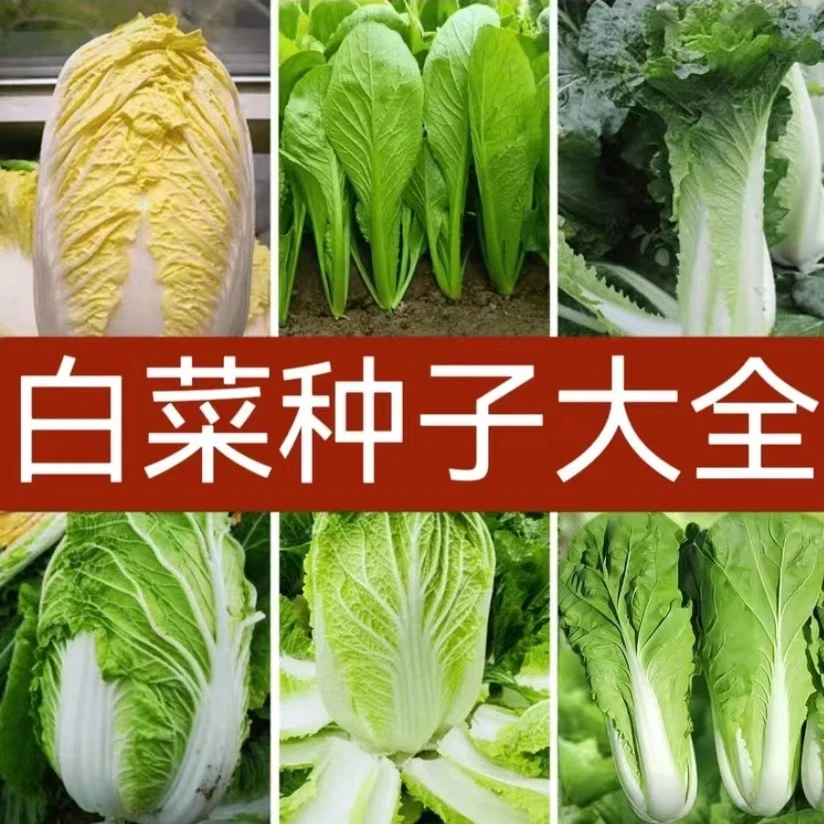 【满5包包邮】各类白菜种子颗颗十八斤鸡蛋黄白菜家庭种植阳台庭院