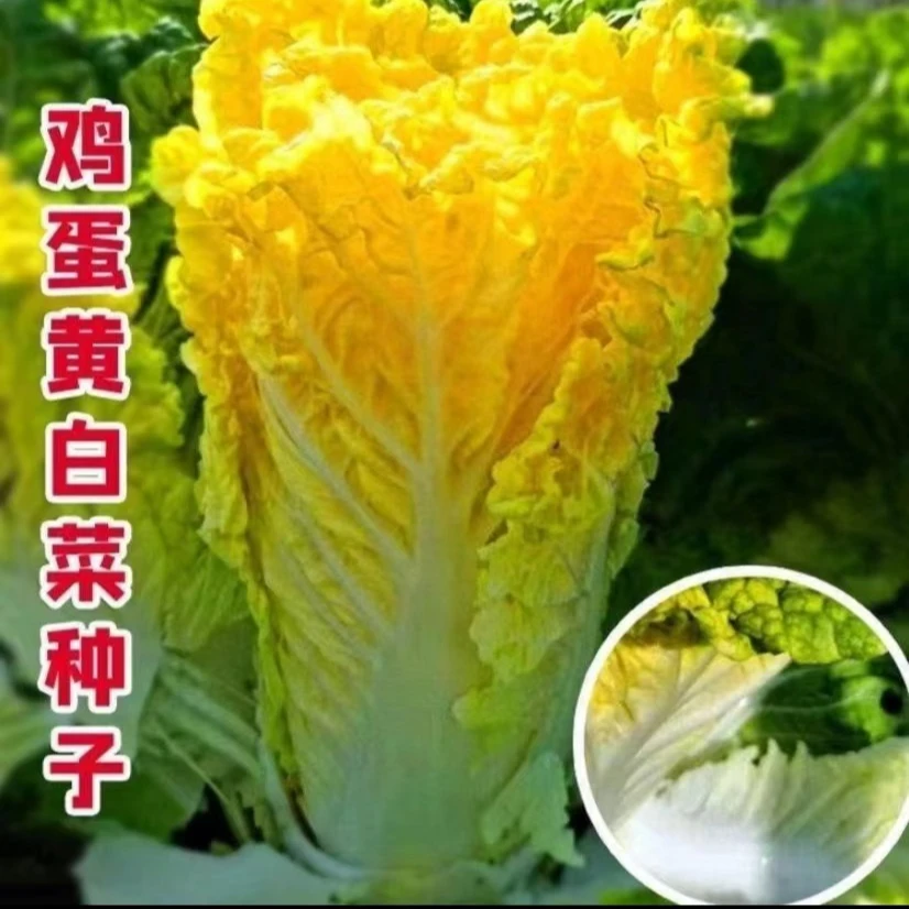 【满5包包邮】真好吃鸡蛋黄白菜种子 黄心白菜种子农家小院蔬菜籽