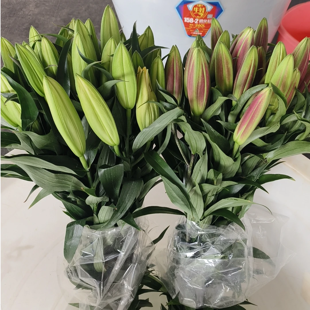 【飞飞甄选】混色香水百合（搭配颜色）鲜花冷链运输·基地直发