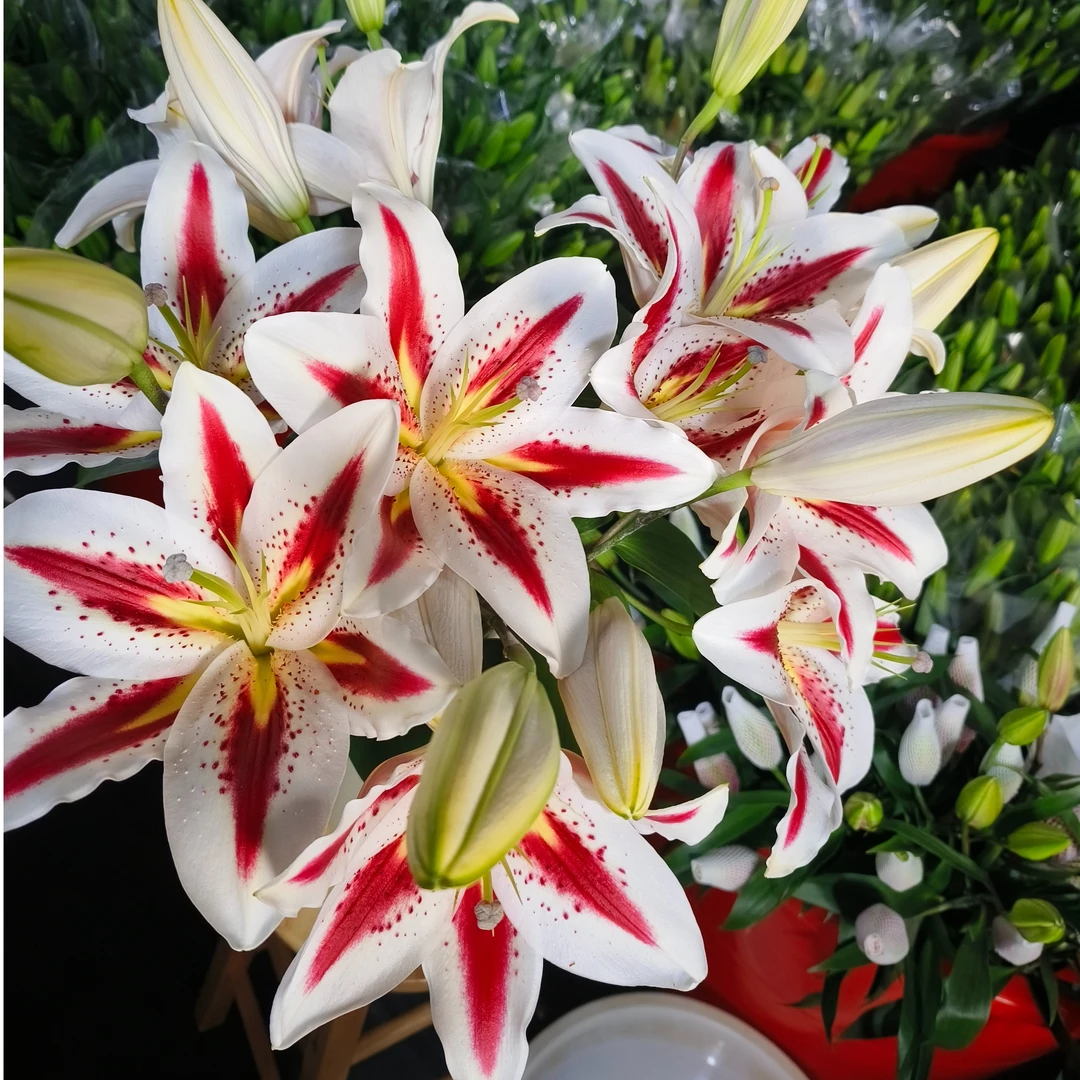 【飞飞甄选】笑脸单瓣香水百合    醒花冷链运输·基地直发