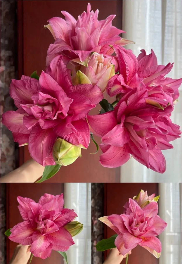 【飞飞甄选】宝莲灯  重瓣百合·鲜花冷链运输·基地直发