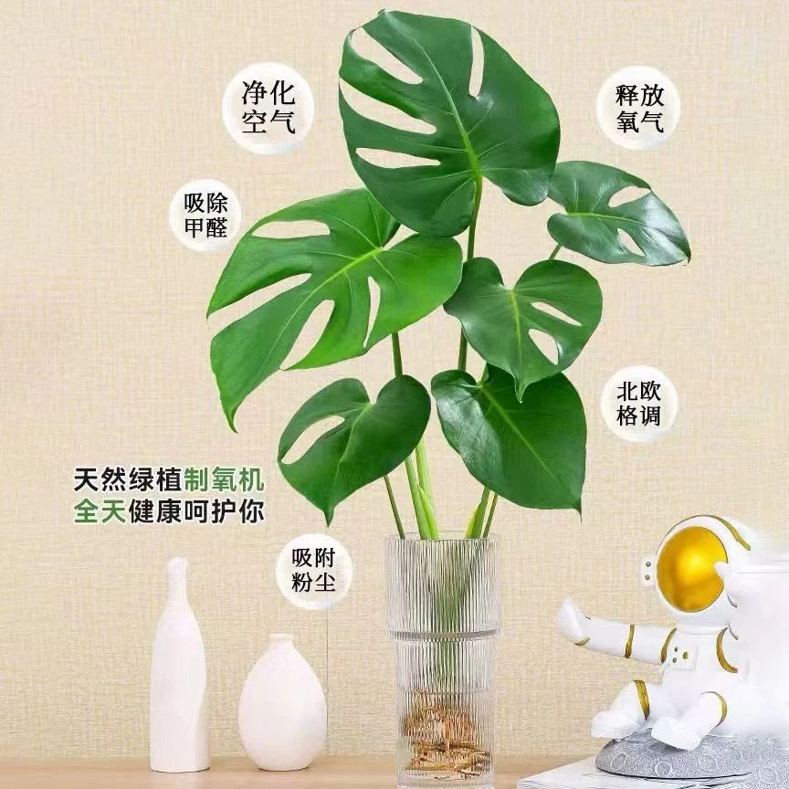 吸甲醛新房必备龟背竹水养土养花卉植物盆栽室内绿植盆景好养